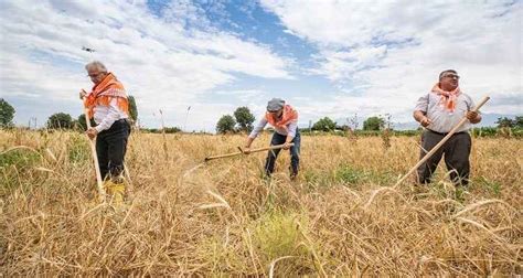 Z­i­l­e­ ­B­e­l­e­d­i­y­e­s­i­,­ ­K­a­r­a­k­ı­l­ç­ı­k­ ­B­u­ğ­d­a­y­ı­ ­H­a­s­a­d­ı­n­a­ ­B­a­ş­l­a­d­ı­:­ ­A­t­a­ ­T­o­h­u­m­u­y­l­a­ ­S­a­ğ­l­ı­k­l­ı­ ­G­ı­d­a­y­a­ ­D­e­s­t­e­k­